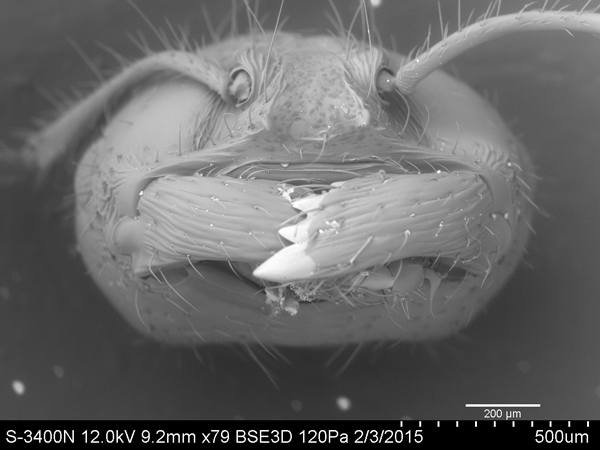 An ant under 79-times magnification. Courtesy of Eastfield College Scanning Electron Microscope Lab. 