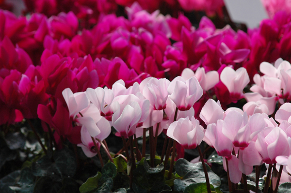 Cyclamen flowers come in all the traditional Valentine's Day colors. (Handout/TNS)
