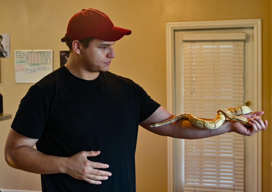 Engineering major Christopher Alanis lets Creed, a yellow ball python, crawl on his left arm. Its one of 12 snakes owned by the student - all of which are ball pythons.
