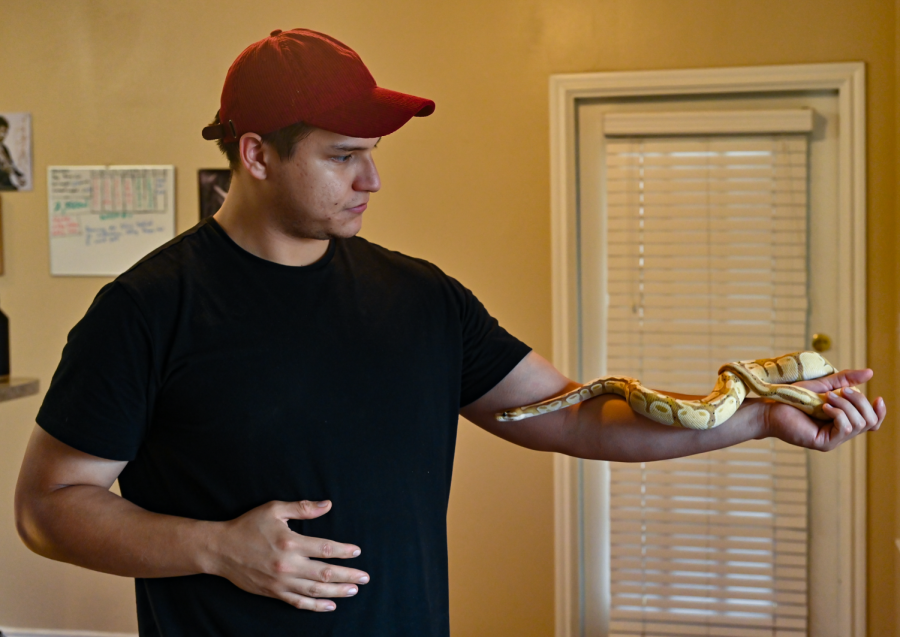 Engineering major Christopher Alanis lets Creed, a yellow ball python, crawl on his left arm. It's one of 12 snakes owned by the student - all of which are ball pythons.