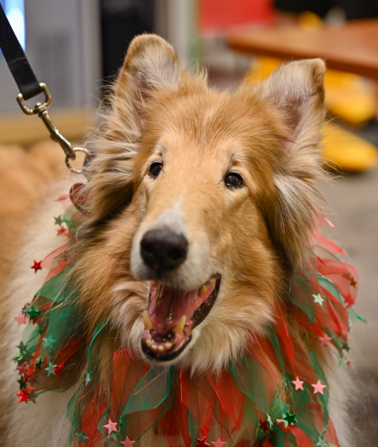 Daniel, a rough collie, visits Eastfield to help students manage stress in time for finals.
