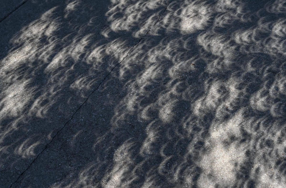 Crescent-shaped lights shine through trees as the partial eclipse takes shape. 