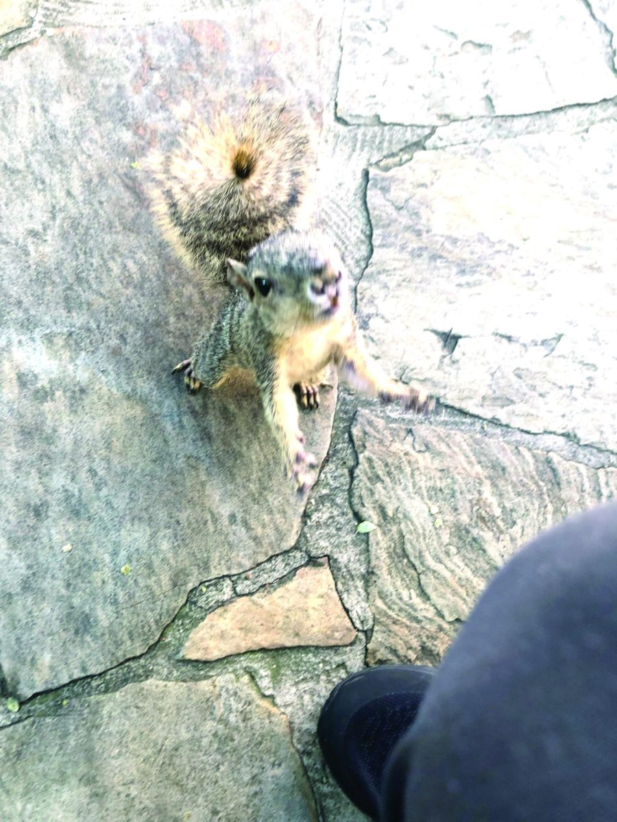 “Gerald” shamlessly begging for snacks from students just outside the N and C buildings.